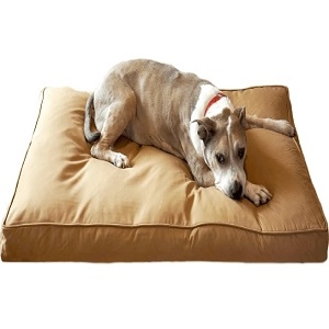 How To Stop Your Large Dog From Chewing Their Bed?