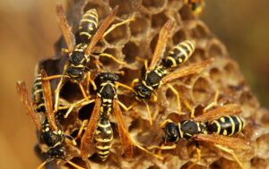 Wasp Removal & Control Service Richmond