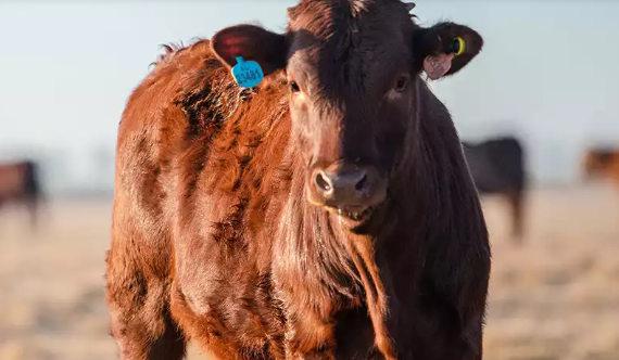 Feeding Calves for Healthy Growth: Tips for South African Farmers